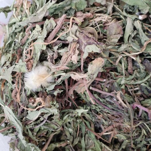 【蒲公英带根全株】非种植，山区特产，自然晒干，颜色靓丽，无杂