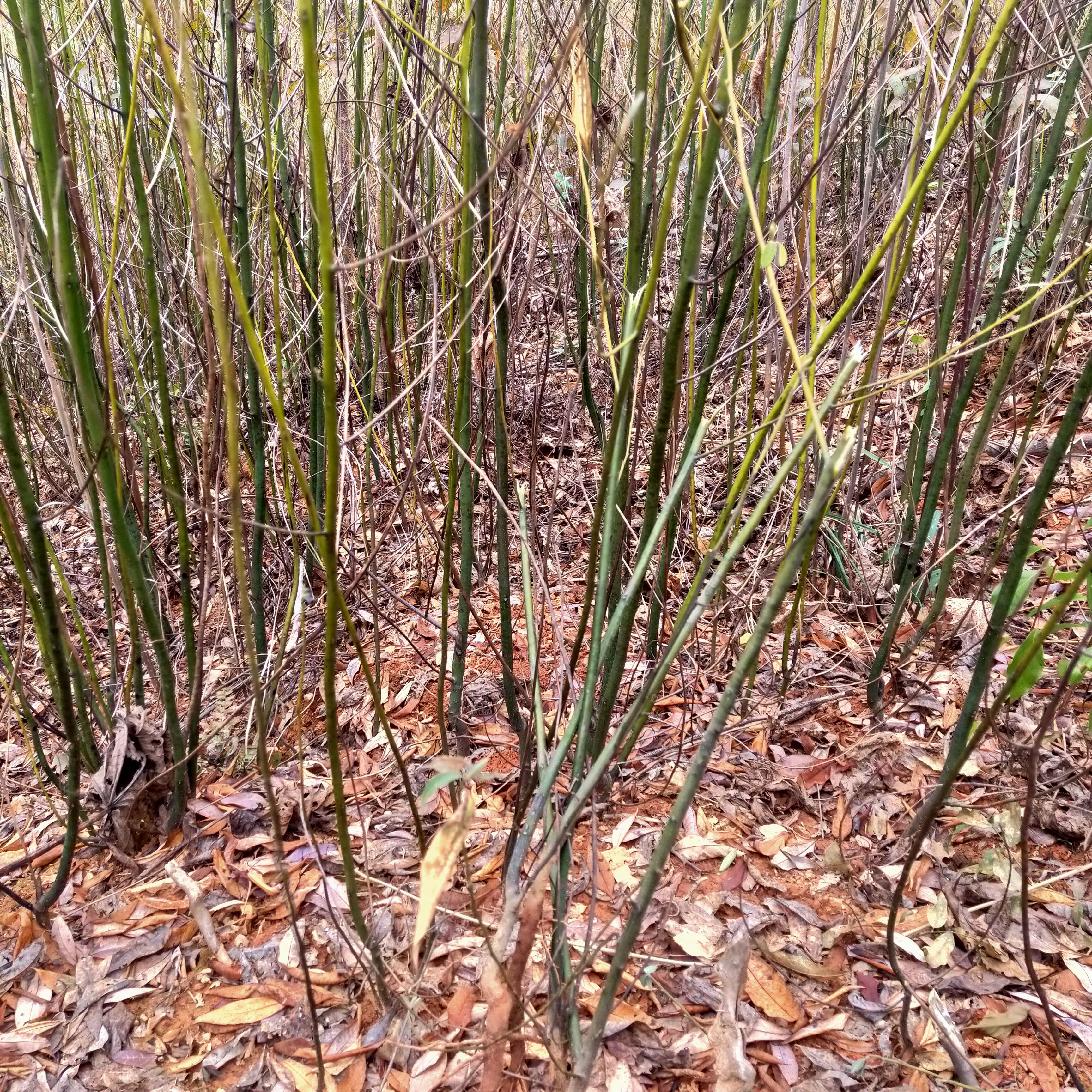 山苍子、木姜子、山胡椒、江西产地高油量山苍子苗