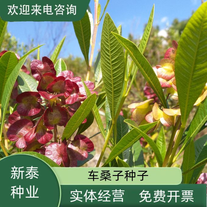 沭阳县车桑子种子林木种子坡柳种子明油子种子铁扫把明子柴种籽四季播种