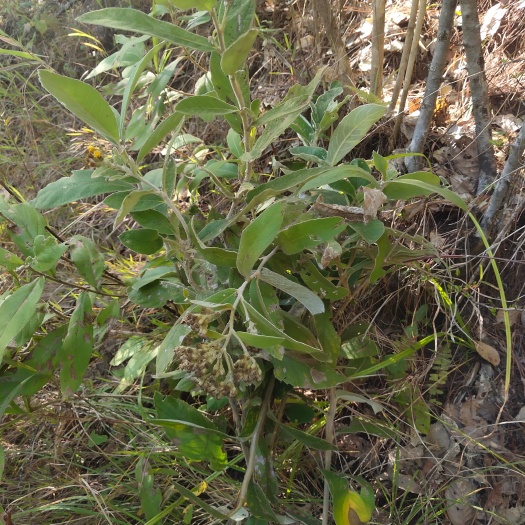 施甸县羊耳菊