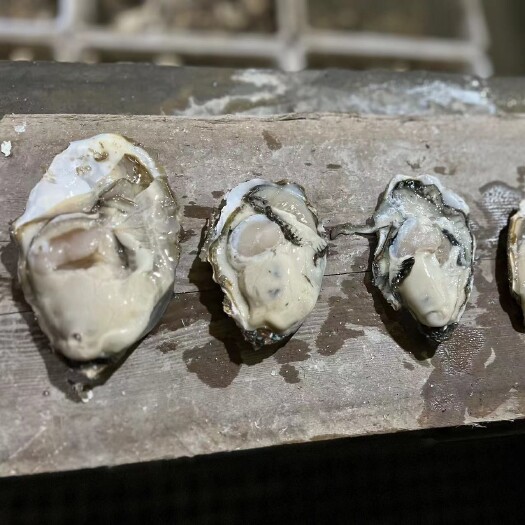 源厂家生蚝三倍体，纯海水净化，