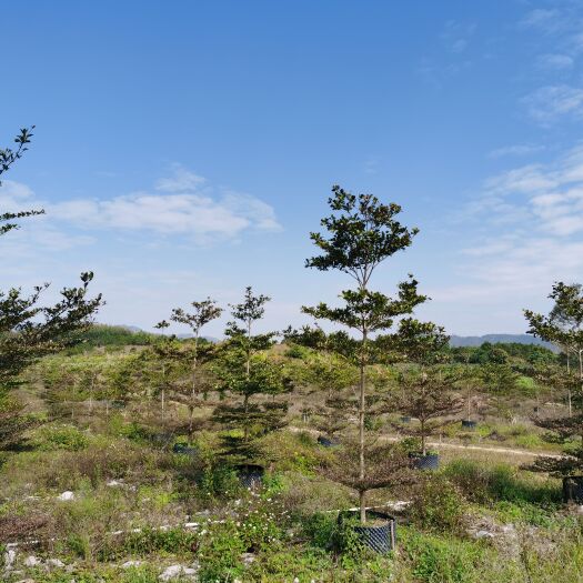 惠东县细叶榄仁米径8—10公分