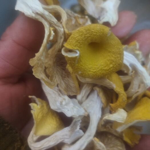 易门县鸡油菌