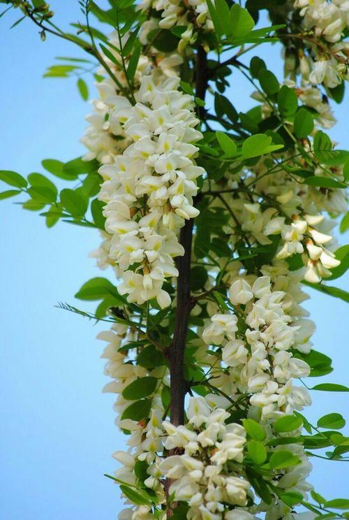 中江县槐花