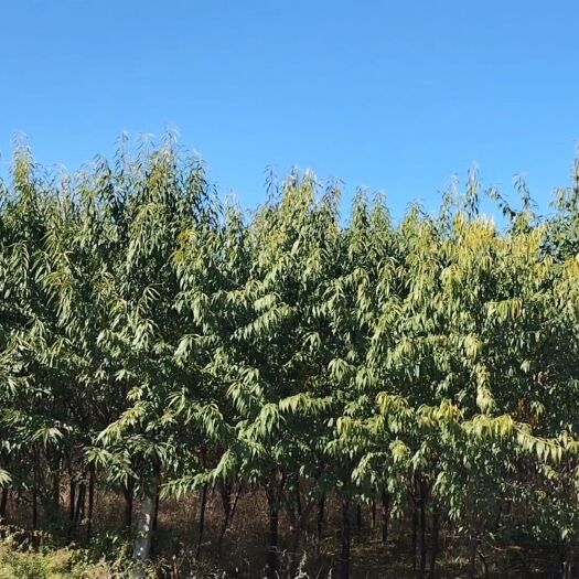 巴林左旗碧桃树
