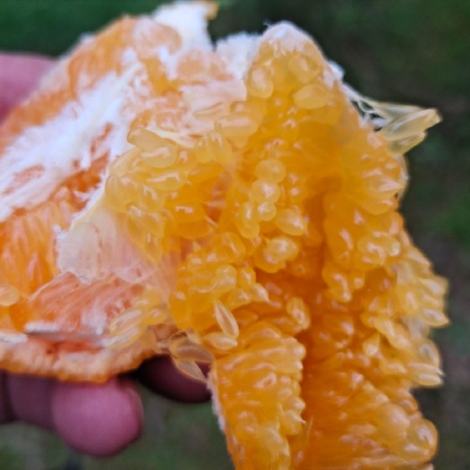 蒲江县大量优质蒲江耙耙柑销售