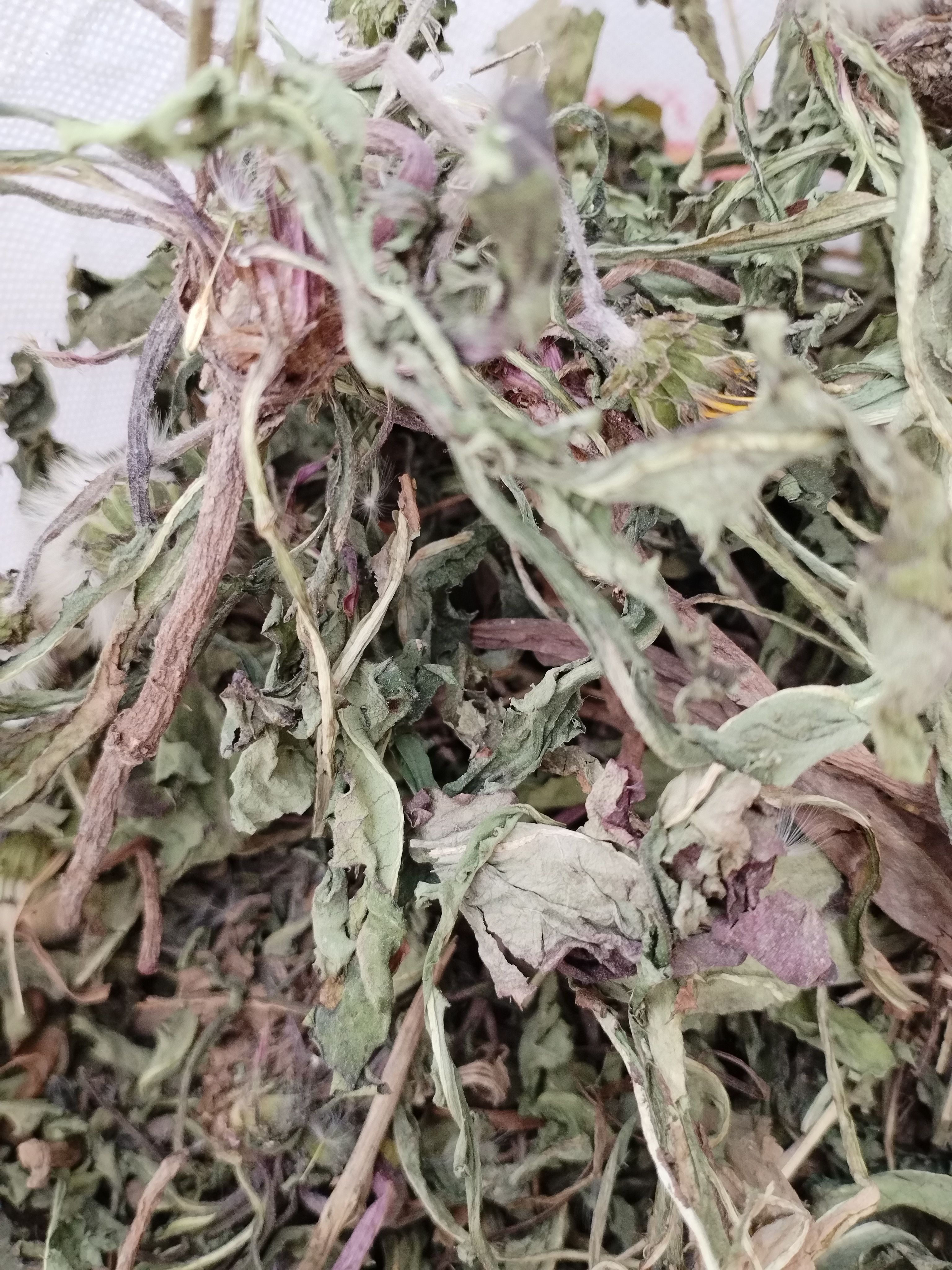 【蒲公英带根全株】非种植，山区特产，自然晒干，颜色靓丽，无杂