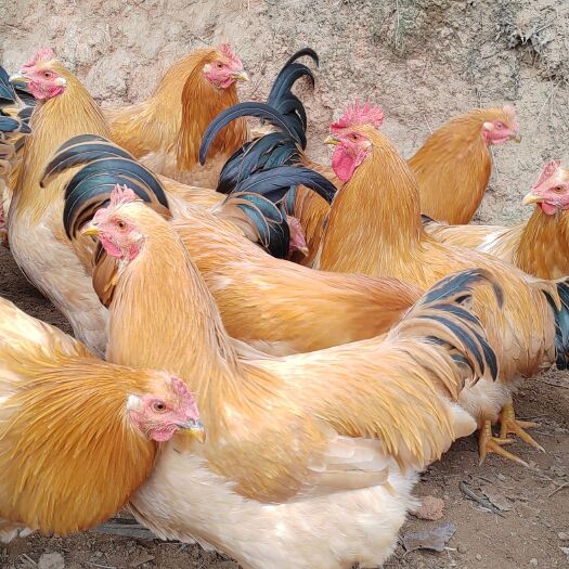 容县170祝氏一号苗