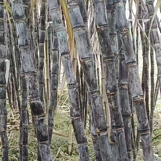 菏泽甘蔗  广西精品甘蔗