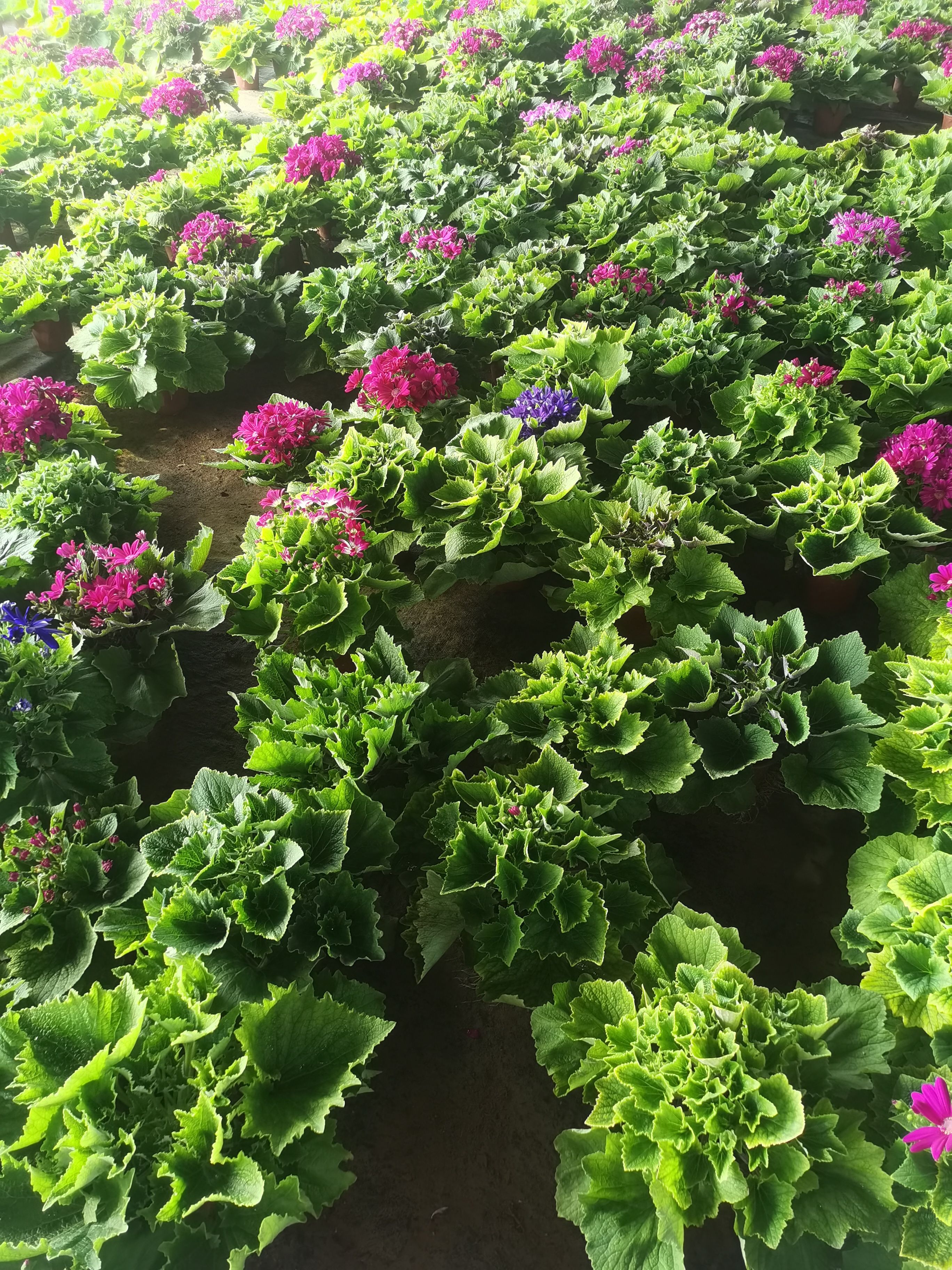 瓜叶菊