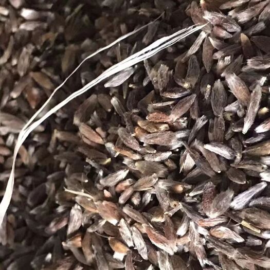 隆化县朱砂点苍术籽