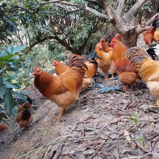 信宜市送礼，家人团聚吃饭最靓的礼物，果园家乡散养走靓山鸡