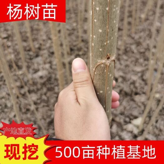 速生杨树苗种植基地，无絮杨树苗，供应各种规格107杨树苗