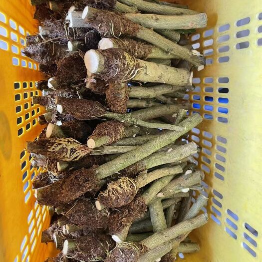 贵港香水柠檬苗  高压柠檬苗最大好处是不像嫁接容易变种产量高年头