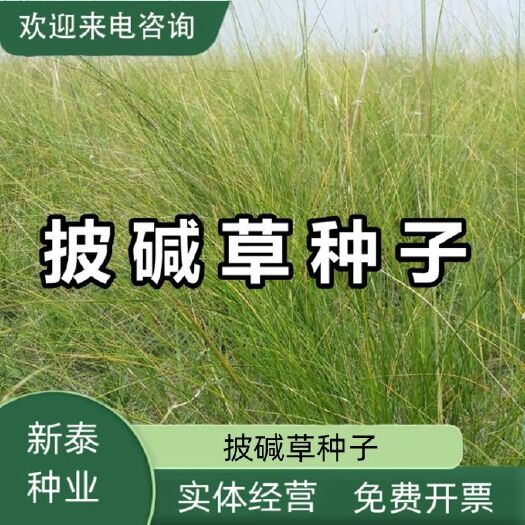 沭阳县碱茅草种子耐旱耐盐碱护坡固土披碱草抗风沙抗寒速生复绿草坪种子