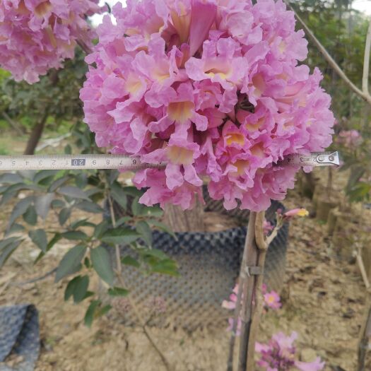 漳州紫花风铃木(改良版大绣球)