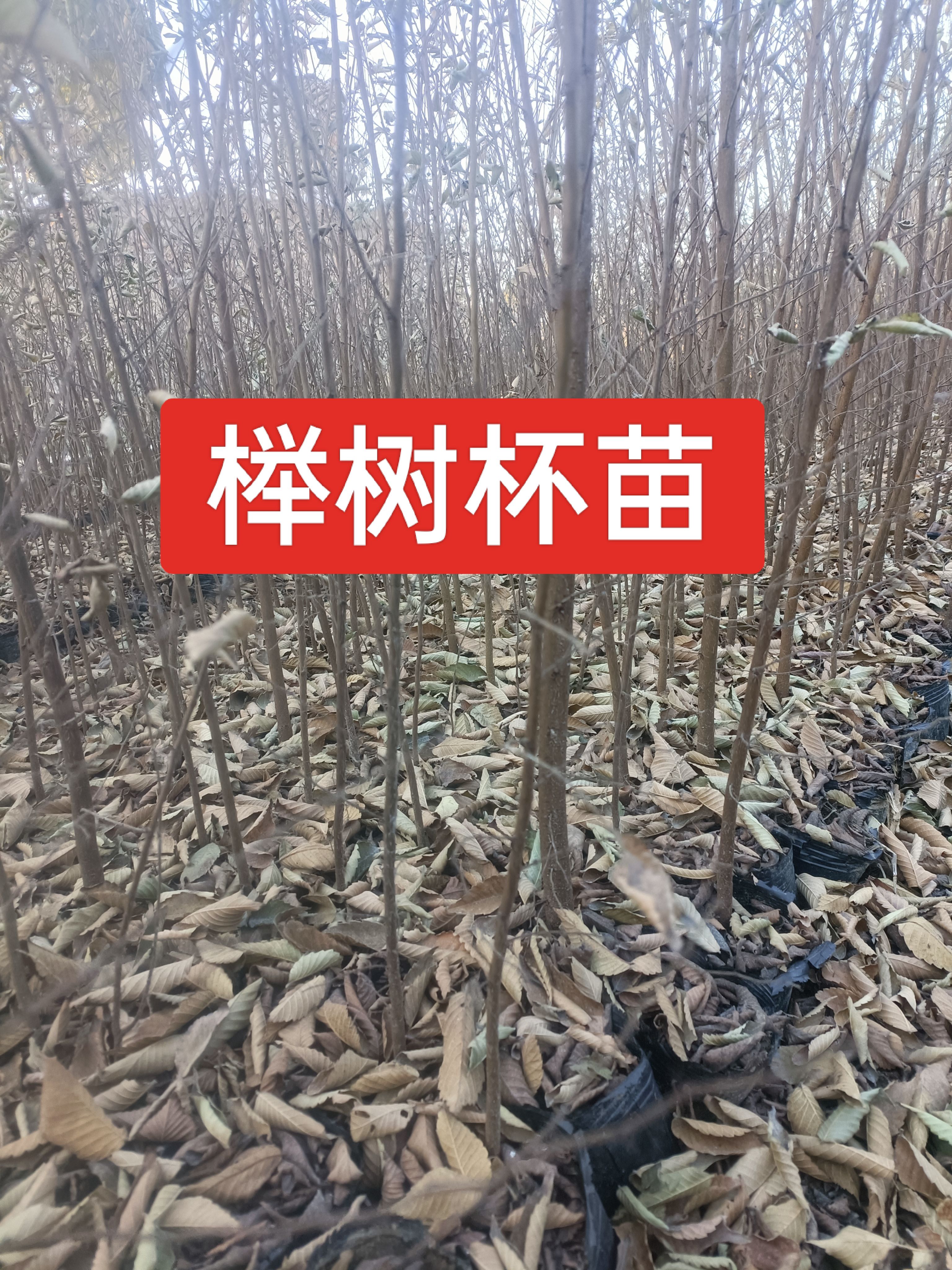 榉树杯苗，高度100公分红榉杯苗