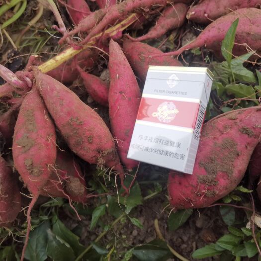 肇庆产地直销小香薯，软糯香甜，精品货便宜出只为保留长期合作伙伴