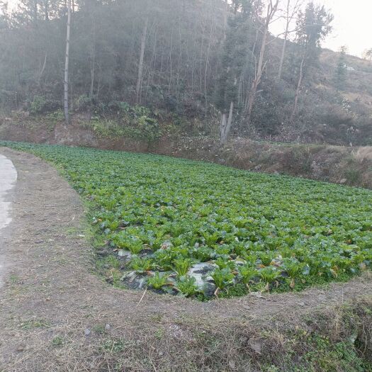 惠水县绿色蔬菜