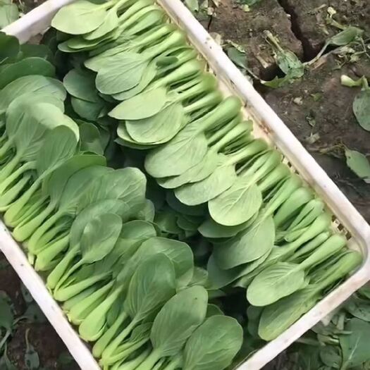 淮安精品小青菜