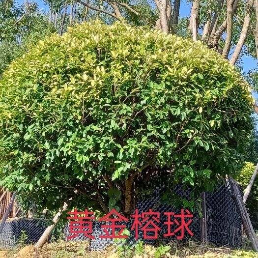 南宁黄金榕球