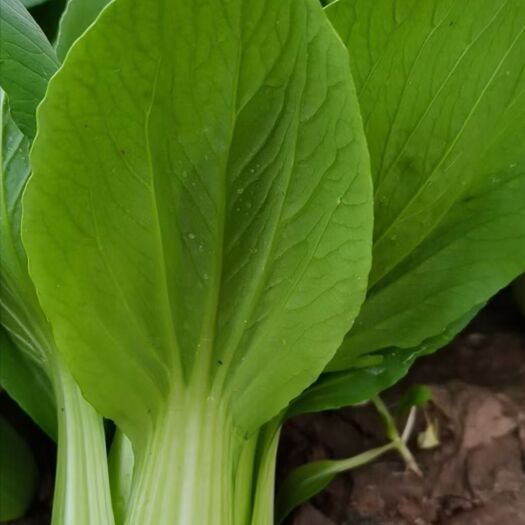 邯郸本地小油菜，颜色亮而绿