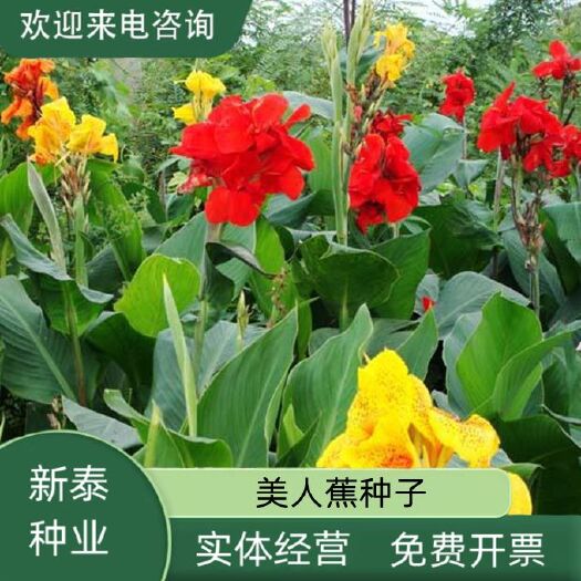 沭阳县美人蕉种子红艳蕉小花美人蕉小芭蕉黄花庭院花籽易活水生植物