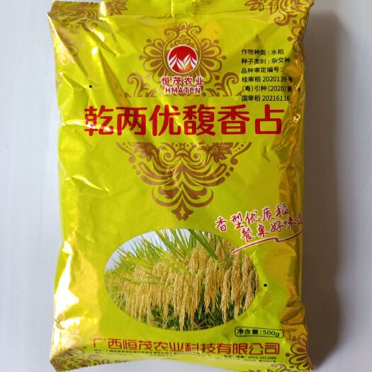 萧县乾两优馥香占一季中稻水稻种子香稻米质优抗倒伏饭好吃