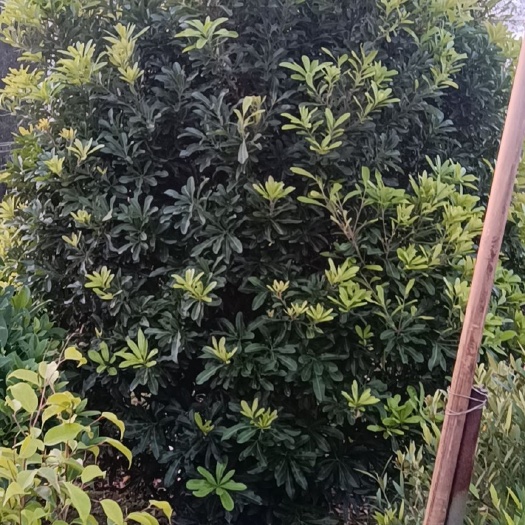 南宁杨梅树  杨梅东魁杨梅