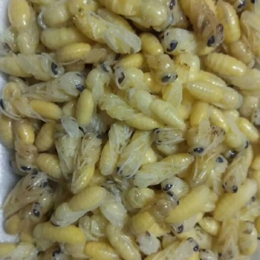 浦北县广西新鲜冰冻蜂蛹，马蜂蛹！