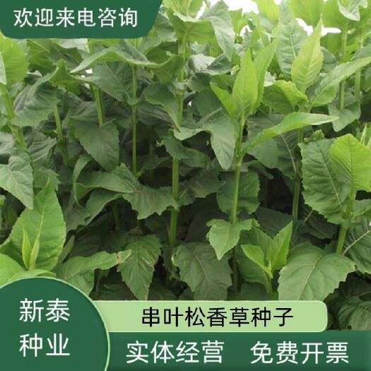 串叶松香草牧草种子籽多年生猪牛羊鹅畜禽食用华夏神菊教授菊种籽