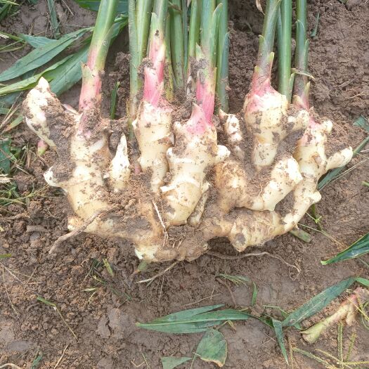 莱州市精品大姜又要的联系