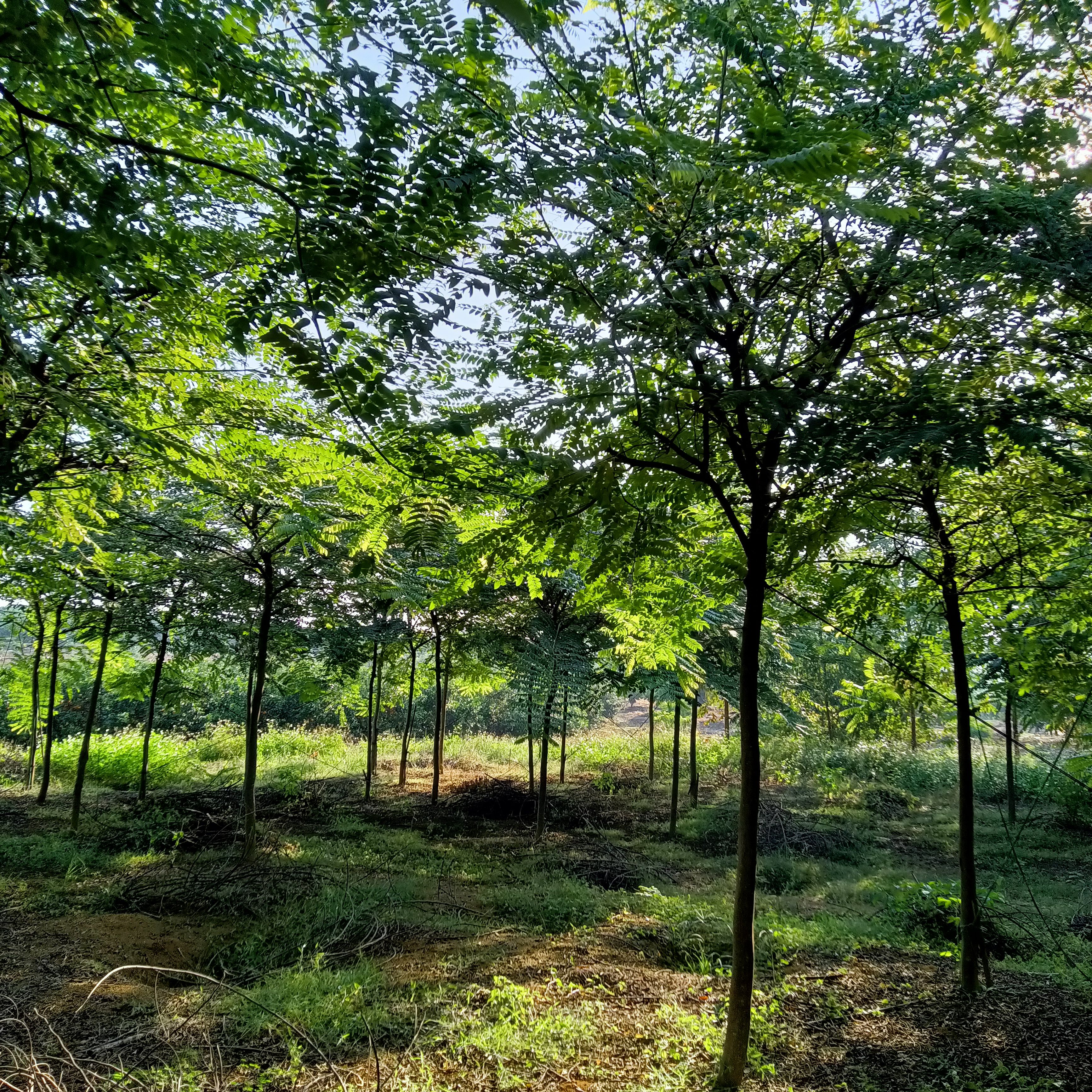 粉花山扁豆