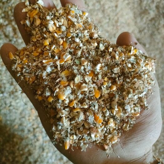 宁津县爆裂玉米  碎玉米  鸡鸭鹅，养殖用料