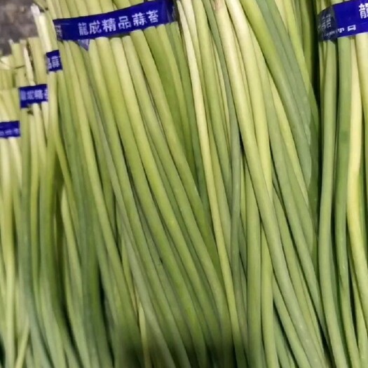 蒜苔红帽太空蒜苔便宜出售