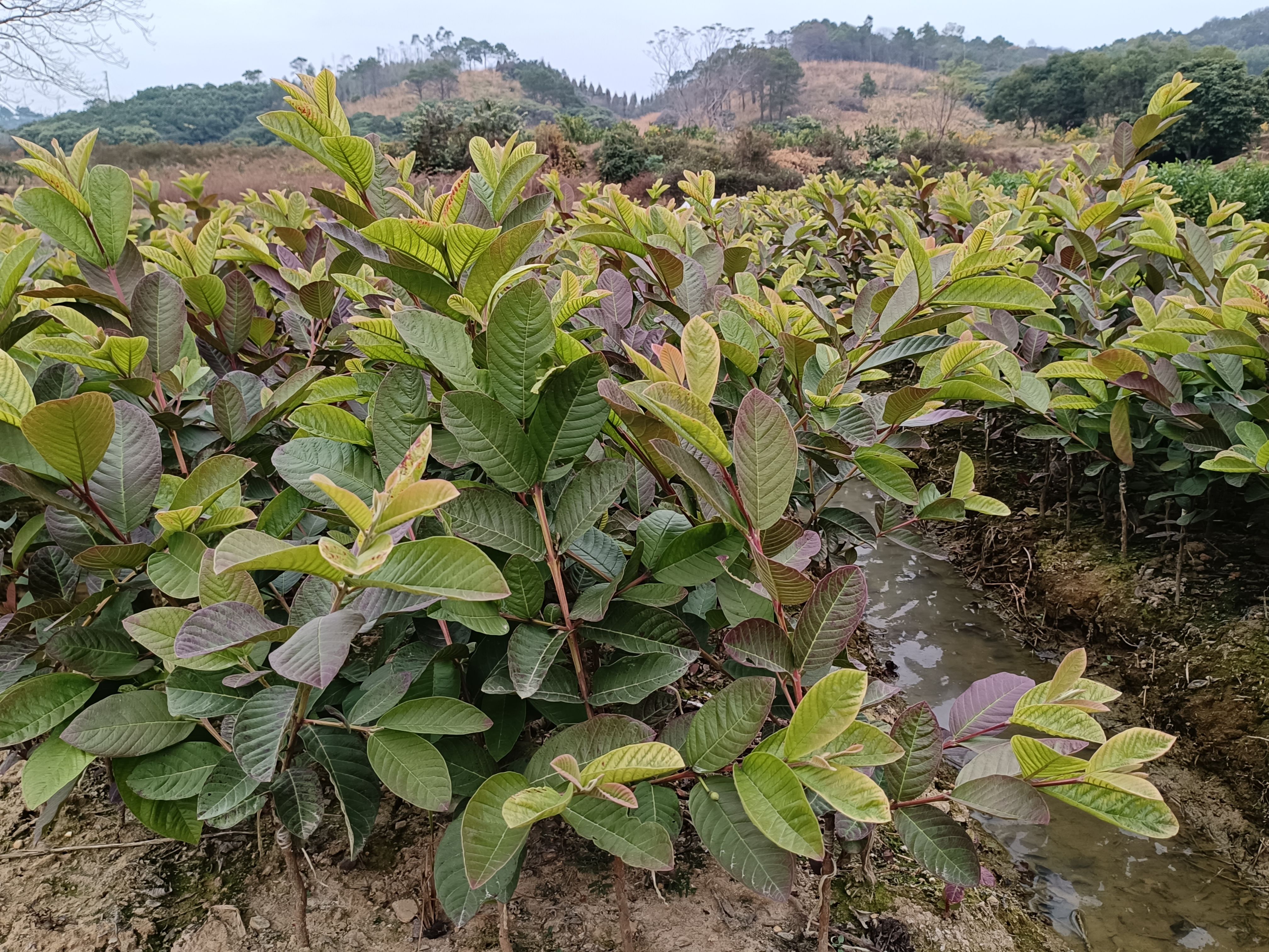 珍珠芭乐，红宝石芭乐嫁接果苗批发