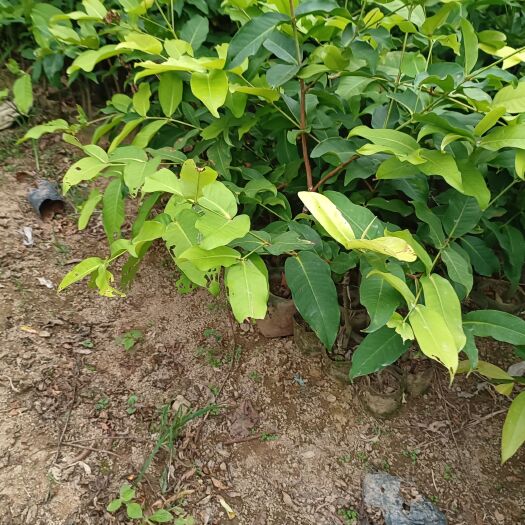 灵山县芭比莲雾嫁接果苗批发啦