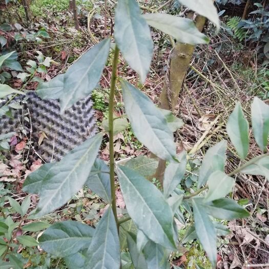 金弹子嫁接接穗枝条，品种多，价格实惠，实物计量单位：芽