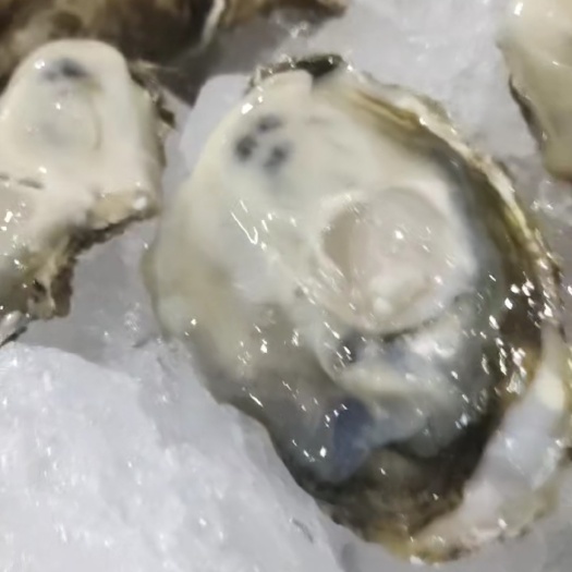 大连大连生蚝，源头养殖场，肥度，规格都达到您的标准