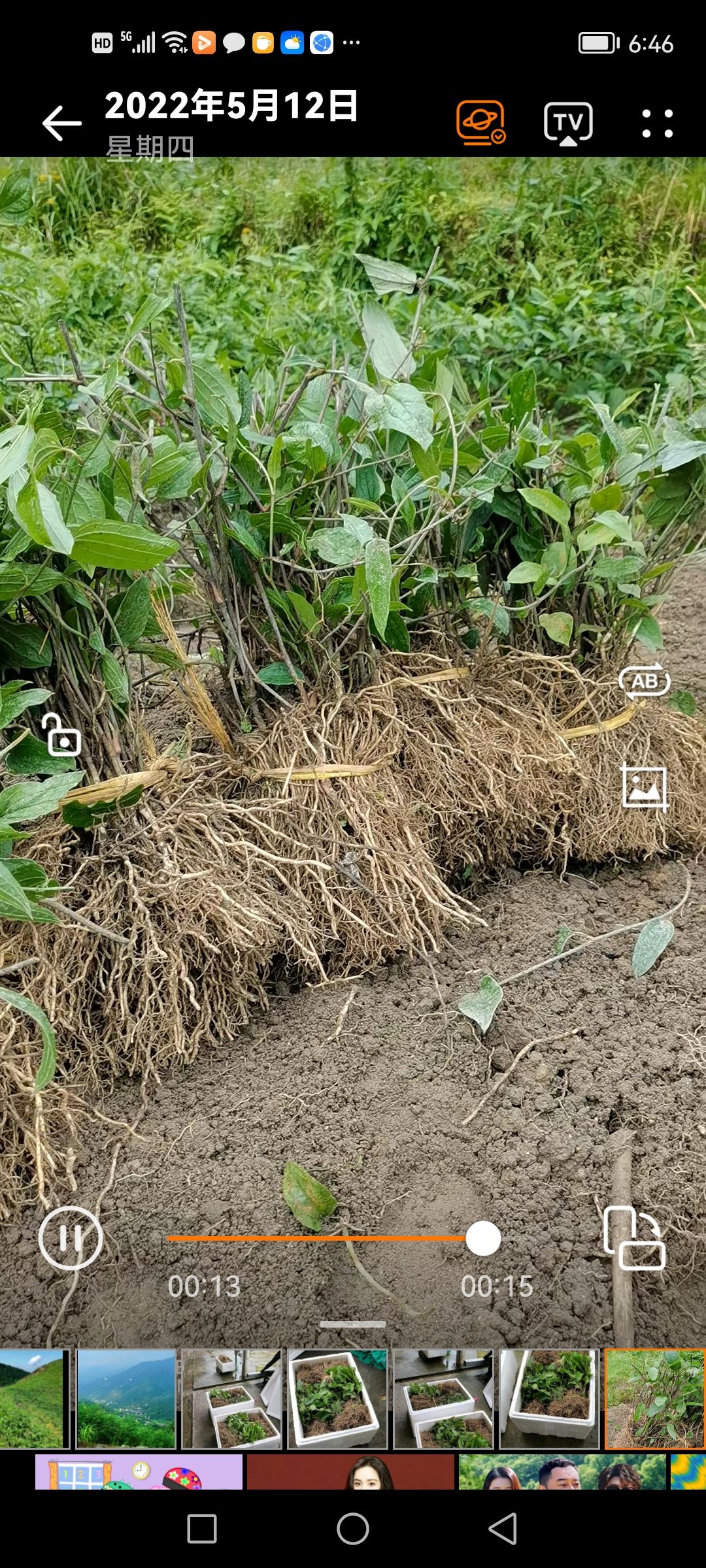 牛尾菜种苗 牛尾蕨   鞭干蕨 龙须蕨籽育苗 多芽头地栽苗