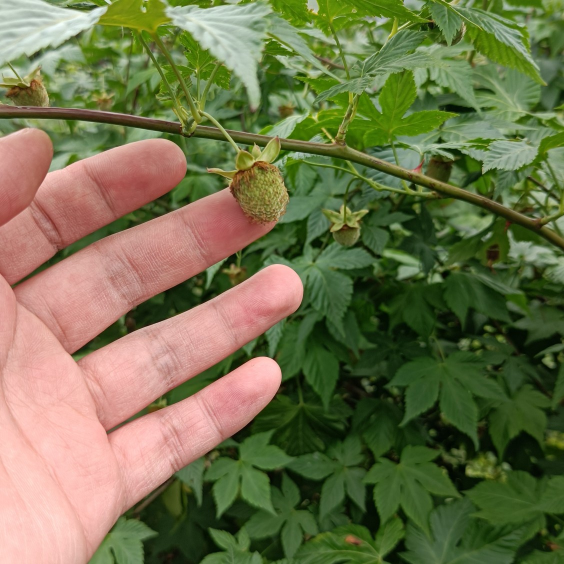 中药材原材料掌叶覆盆子大宗交易