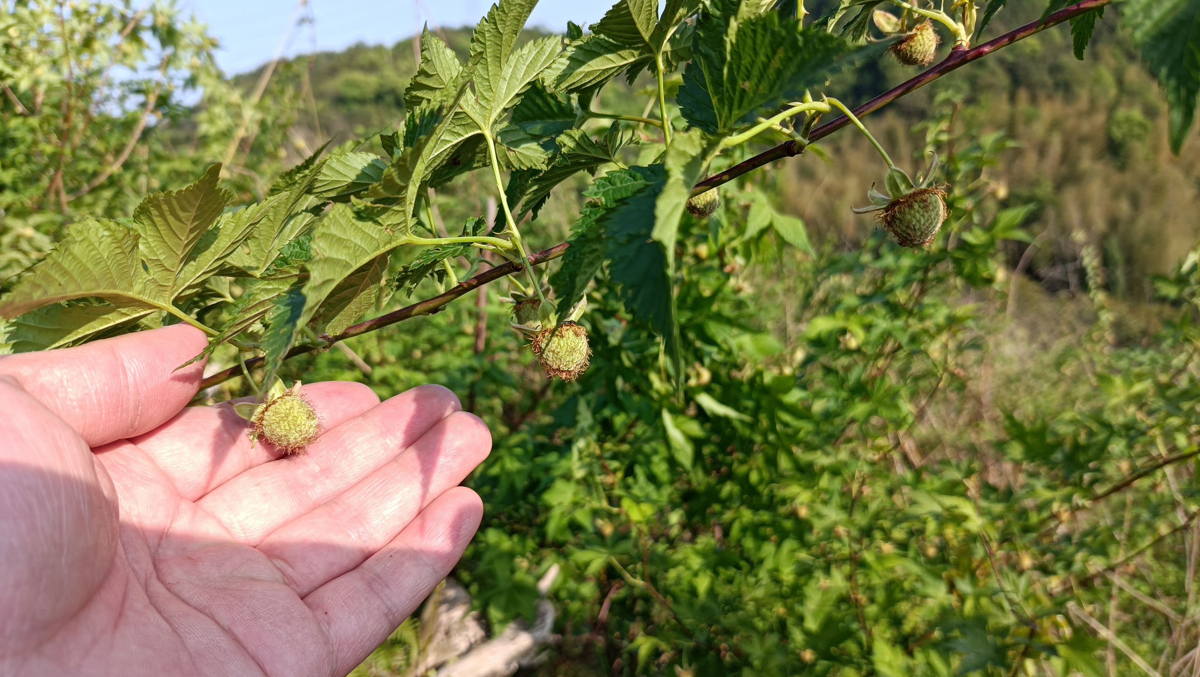 中药材原材料掌叶覆盆子大宗交易