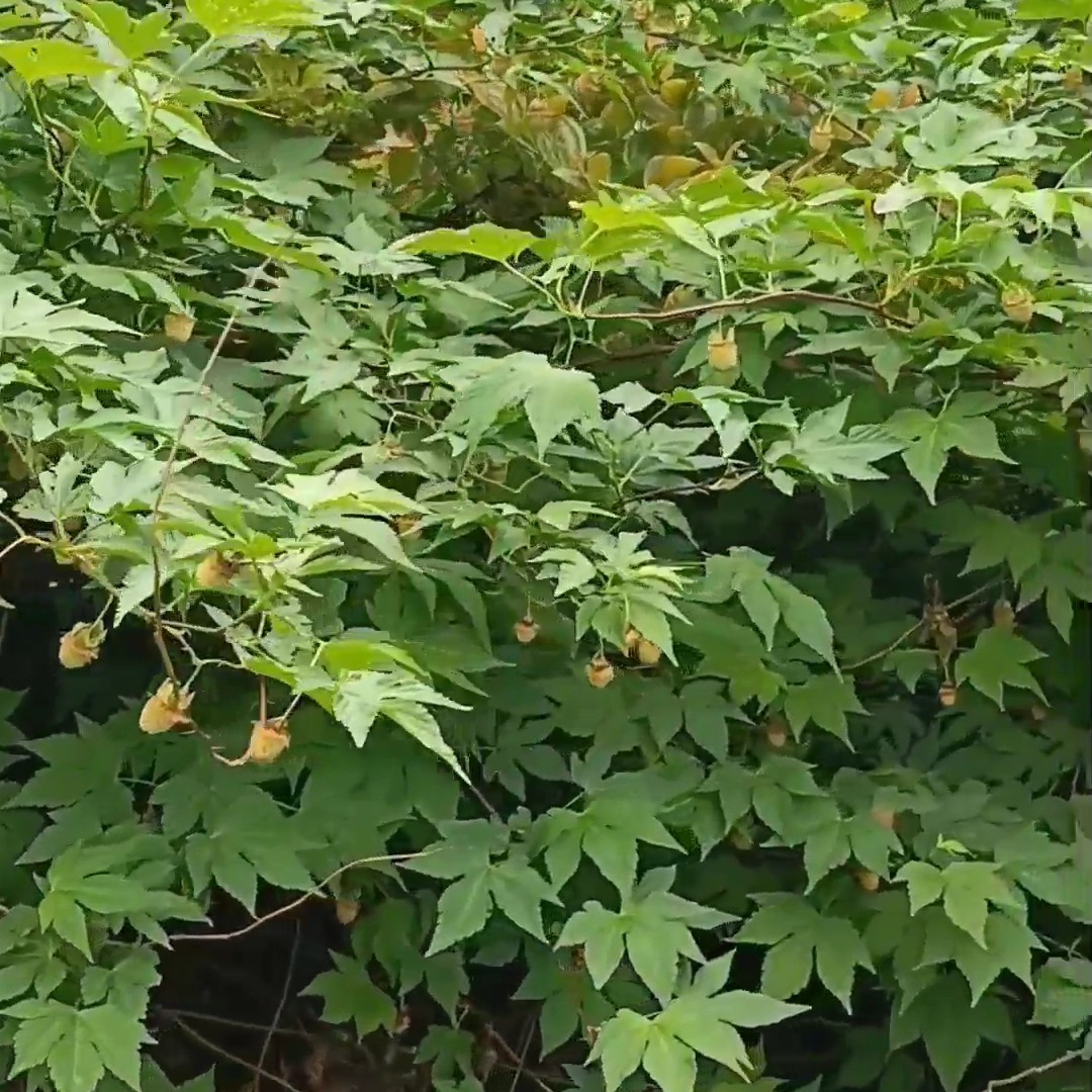 中药材原材料掌叶覆盆子大宗交易