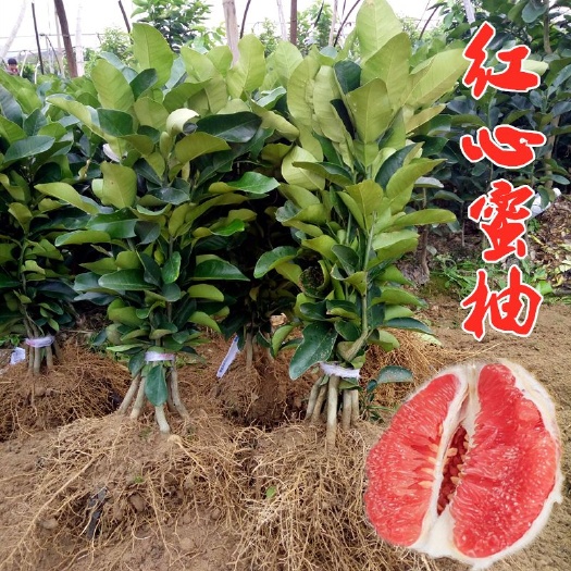 容县红肉密柚