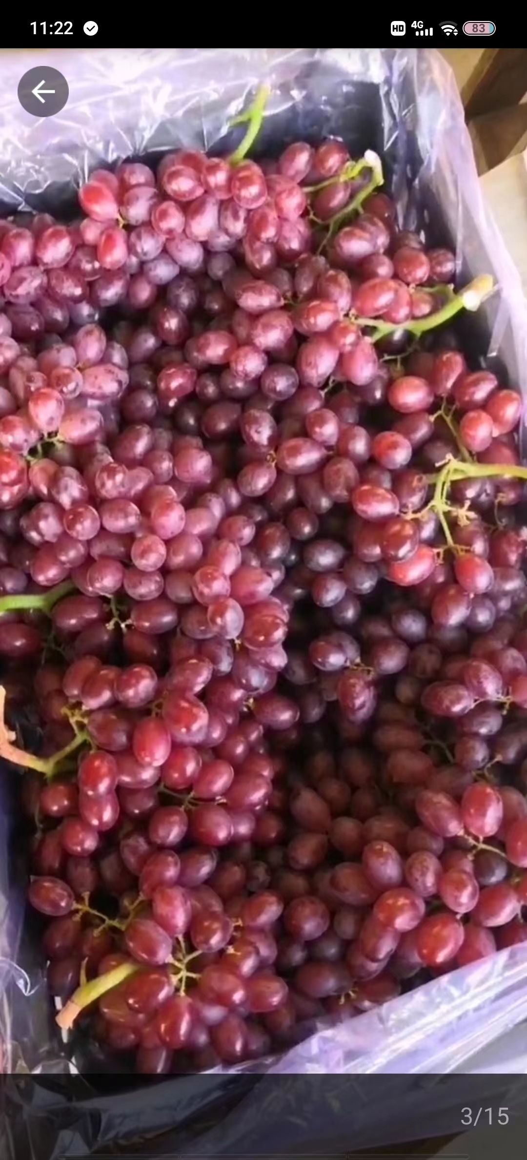 龙口市红宝石葡萄
