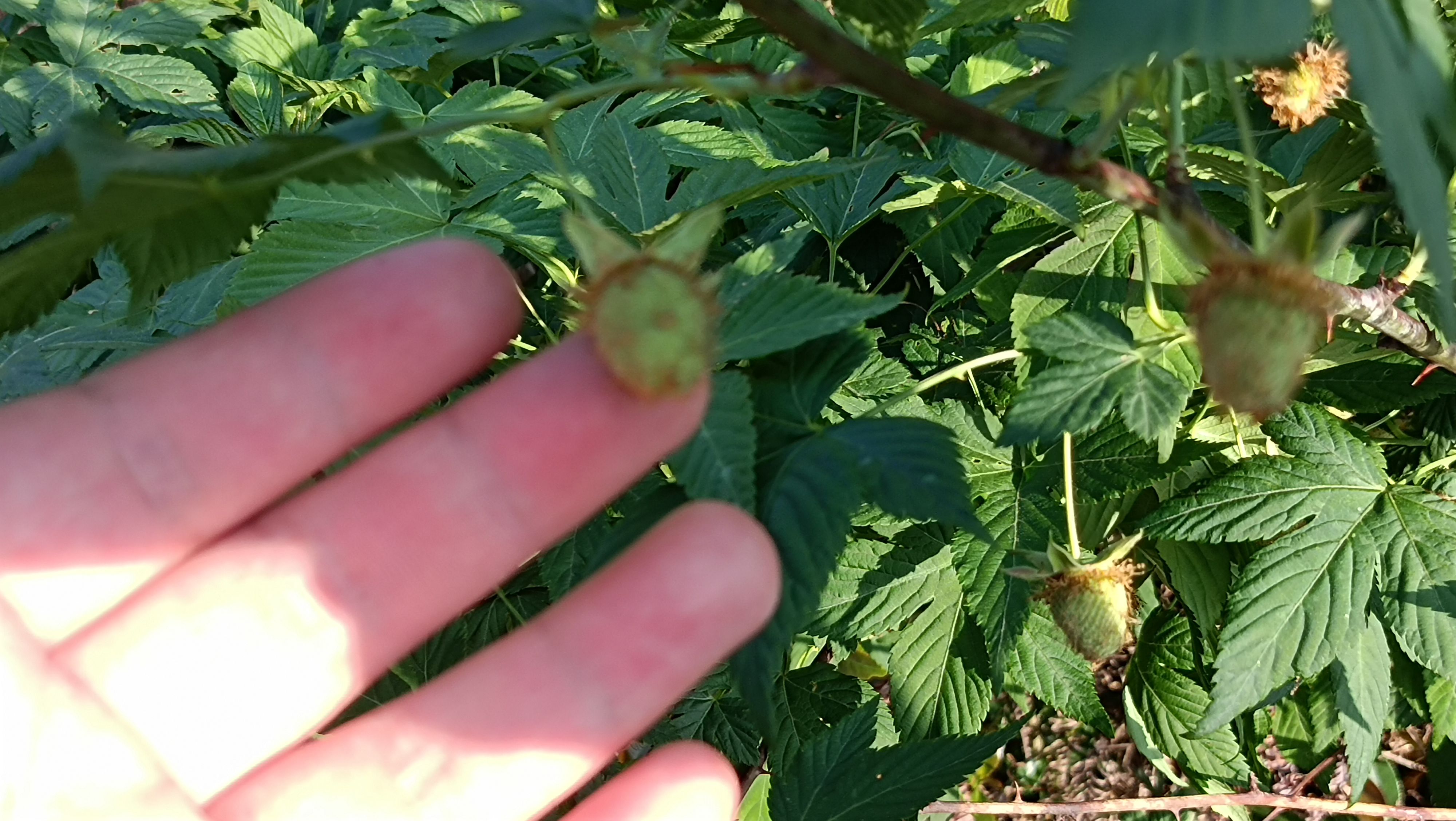 中药材原材料掌叶覆盆子大宗交易