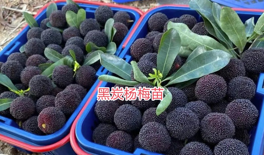 大黑炭杨梅树苗 嫁接苗早熟大果子甜甜的