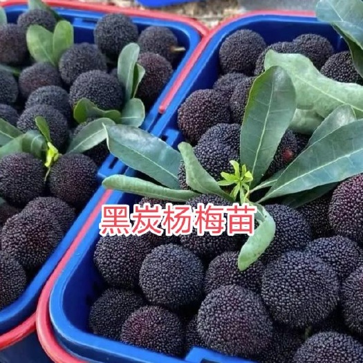 灵山县大黑炭杨梅树苗 嫁接苗早熟大果子甜甜的