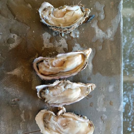 大连生蚝三倍体批发零售，纯海水