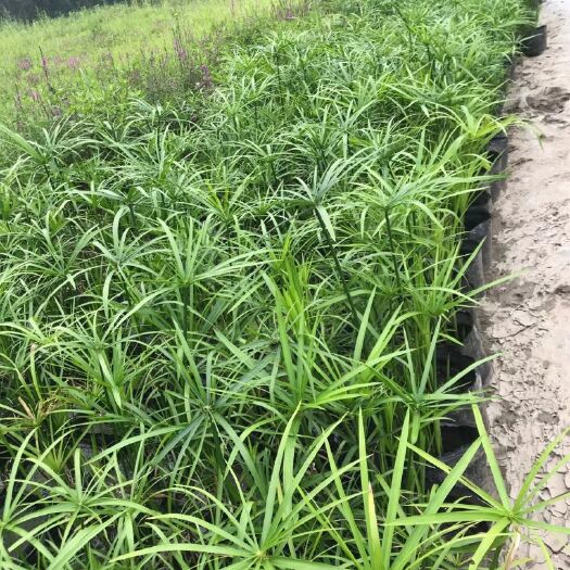 安新县旱伞草，铜钱草，水生植物基地直销一手货源